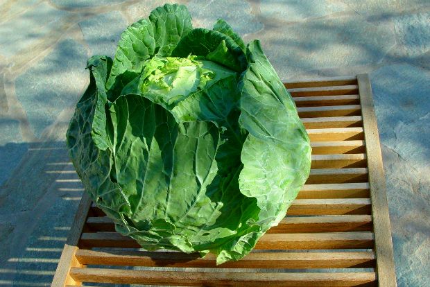 θεραπεία αδυνατίσματος με λάχανο χάστε 5 κιλά σε μια εβδομάδα