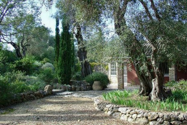Ώριμος κήπος σε ελαιώνα με πέτρες και μεσογειακά φυτά / mediterraneangardensocietygreece.org