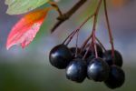 Photo: Αρώνια (black chokeberry), jvvirta/Flickr