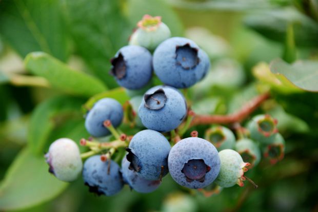 Photo: Μύρτιλλο (blueberry), organicblueberry.co.uk