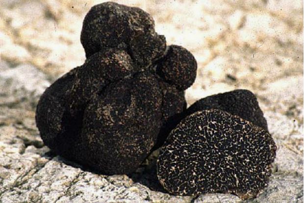 Tuber Melanosporum, truffle-and-truffe.com