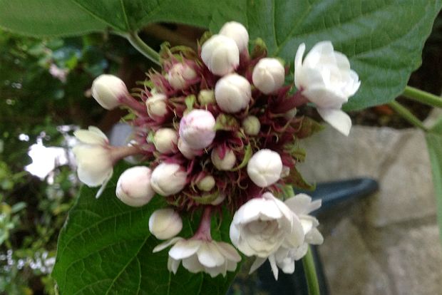 Clerodendrum bud