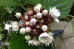Clerodendrum bud