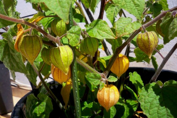 H ποικιλία Physalis Peruviana