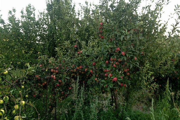 Οι μηλιές