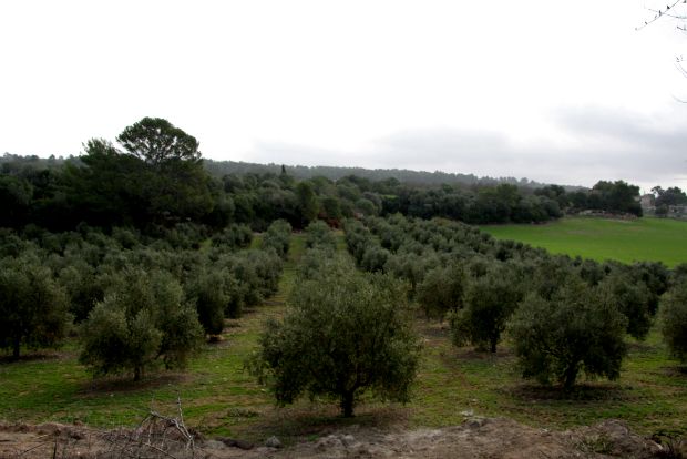 Ελαιόδεντρα της ποικιλίας arbequina (laccentnou.blogspot.com.es)