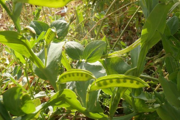 Παπούλες (Lathyrus ochrus): Ένα φυτό που ανήκει στην οικογένεια των ψυχανθών. Εκτός από γονιμότητα στο έδαφος, τα νεαρά βλαστάρια του είναι πολύ γνωστός κρητικός μεζές/ φωτό: Άντυ Παξινός
