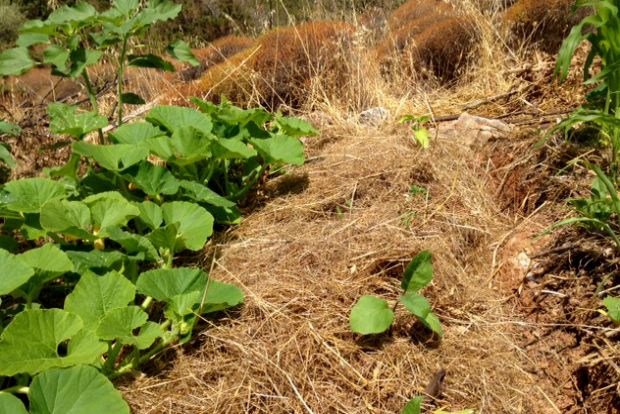Τα ξερά χόρτα προστατεύουν με τη σκιά τους τα μικρά φυτά από τις καυτές ακτίνες του ήλιου / φωτό: Κική Τριανταφύλλη