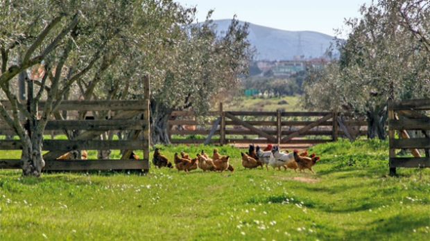 Κότες ελευθέρας βοσκής, ελιές και οργανικά οπωροκηπευτικά καλλιεργούνται στη φάρμα του ξενοδοχείου Margi