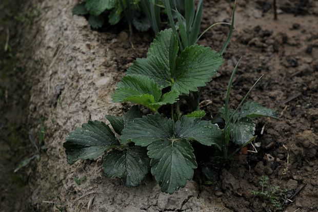 Άνυδρη καλλιέργεια φράουλας / seed-for-life.org