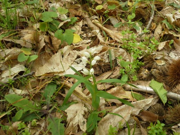 Cephalanthera longifolia, photo: Φιλάρετος Ψημμένος