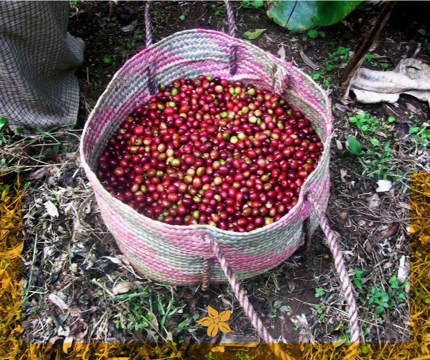 Οι μικροί κόκκινοι καρποί καφέ πριν την επεξεργασία τους (Coffee Island/facebook)