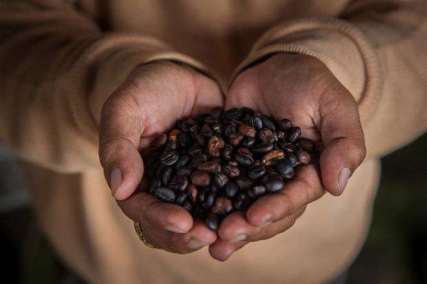 Ανδρας από την Ινδονησία κρατάει στα χέρια του κόκκους από τον πιο ακριβό καφέ, τον σιβέτ (Nicky Loh/Getty Images/Ideal Images)