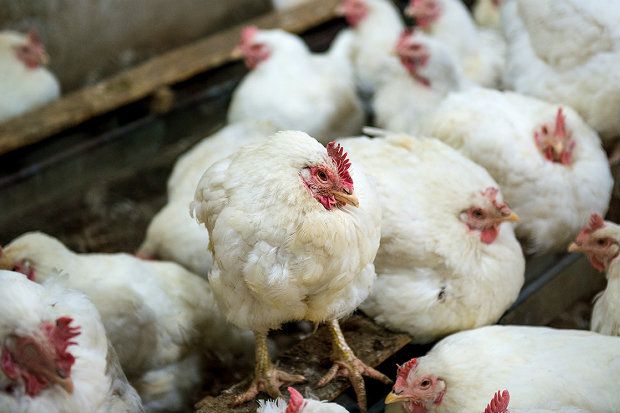 Παθογόνοι οργανισμοί από φάρμες με άρρωστα κοτόπουλα μπορούν να μολύνουν το νερό της περιοχής [Shutterstock]
