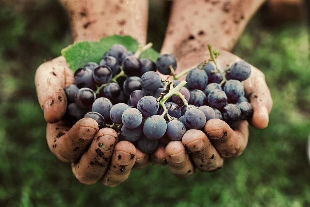 Στην κοιλάδα του Λίγηρα παράγονται τεράστιες ποσότητες καθημερινού κρασιού και μερικά από τα καλύτερα γαλλικά κρασιά (grapemag.gr/istock)
