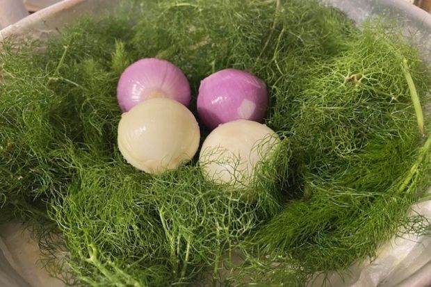 Καθαρίζουμε και πλένουμε καλά με υδόνερο τα μάραθα (photo: Κική Τριανταφύλλη)